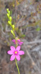 Ixia stricta