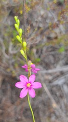 Ixia stricta