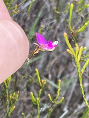 Polygala