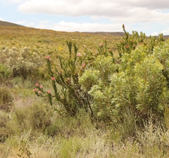 Protea compacta