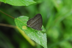 Yphthimoides renata