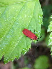 Lopheros rubens