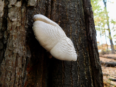 Pleurotus dryinus