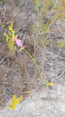 Ixia stricta