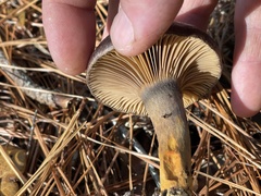 Chroogomphus vinicolor