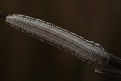 Tenthredopsis