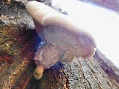 Pleurotus dryinus