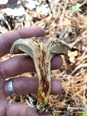 Chroogomphus vinicolor