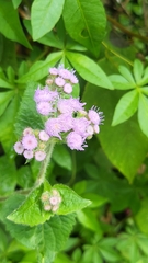 Ageratum houstonianum