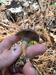 Chroogomphus vinicolor