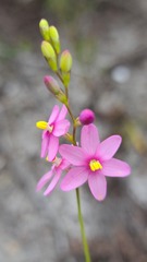 Ixia stricta