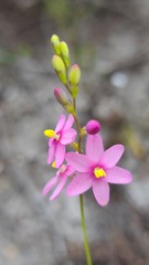 Ixia stricta