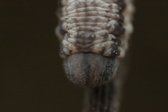 Tenthredopsis