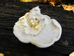 Pleurotus dryinus