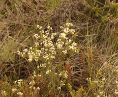 Diosma hirsuta