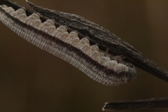 Tenthredopsis