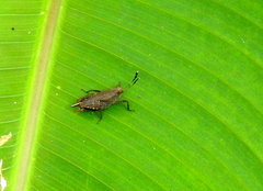 Phaesticus mellerborgi