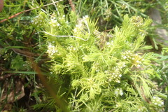 Thesium capitatum
