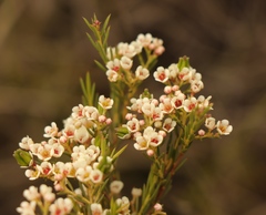 Diosma hirsuta