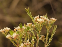 Diosma hirsuta