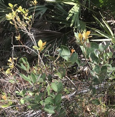 Lyonia fruticosa