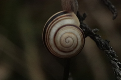 Caucasotachea vindobonensis