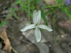 Pseuderanthemum variabile