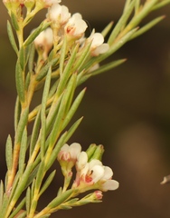 Diosma hirsuta