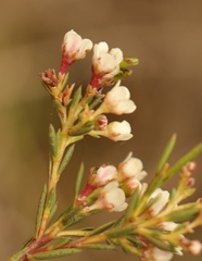 Diosma hirsuta