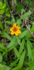 Wedelia hispida