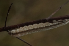 Tenthredopsis