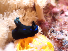 Tambja morosa