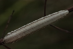 Tenthredopsis