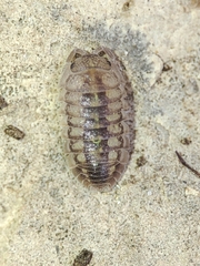 Armadillidium granulatum