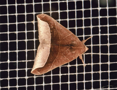 Pseudophisma aeolida