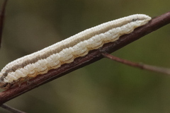 Tenthredopsis