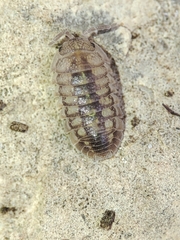 Armadillidium granulatum