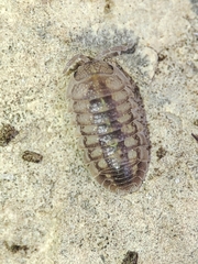 Armadillidium granulatum
