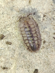 Armadillidium granulatum