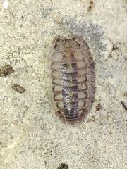 Armadillidium granulatum