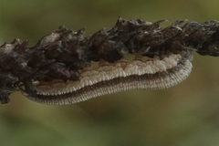 Tenthredopsis