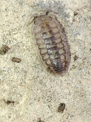 Armadillidium granulatum