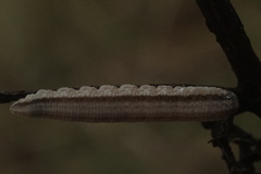 Tenthredopsis
