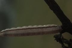 Tenthredopsis