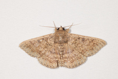 Ericeia sobria