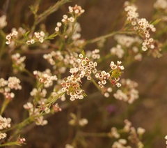 Diosma hirsuta