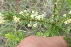 Struthiola striata