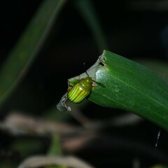 Calomela pallida