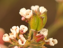 Diosma hirsuta
