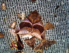 Dysgonia purpurata